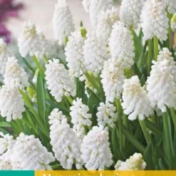 Traubenhyazinthe White Magic (15 Stück) | Traubenhyazinthen Von Jub Holland