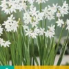 Narzisse Paperwhite (5 Stück) | Narzissenzwiebeln Von Jub Holland