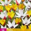 Tulpe Belles Tulipes (25 Stück) | Tulpenzwiebeln Von Jub Holland
