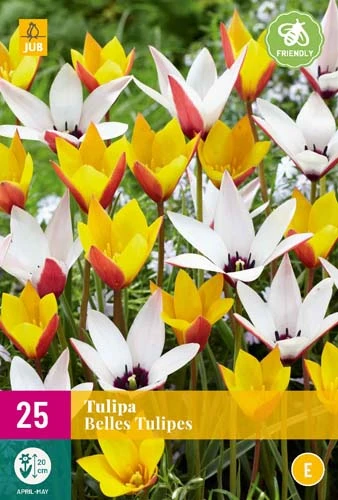 Tulpe Belles Tulipes (25 Stück) | Tulpenzwiebeln Von Jub Holland 1 Tulpe Belles Tulipes (25 Stück) | Tulpenzwiebeln Von Jub Holland