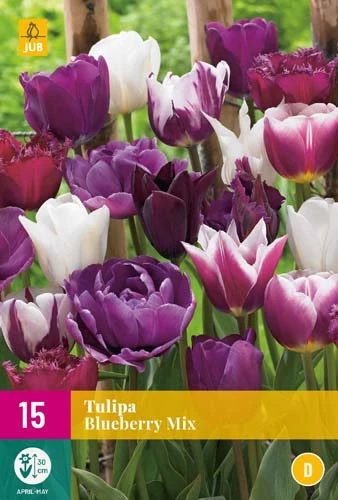 Tulpe Blueberry Mix (15 Stück) | Tulpenzwiebeln Von Jub Holland 1 Tulpe Blueberry Mix (15 Stück) | Tulpenzwiebeln Von Jub Holland