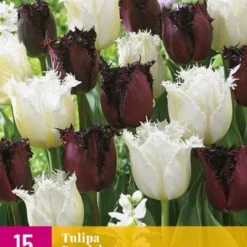 Tulpe Breakdance (15 Stück) | Tulpenzwiebeln Von Jub Holland