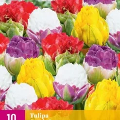 Tulpe Candy Love (10 Stück) | Tulpenzwiebeln Von Jub Holland