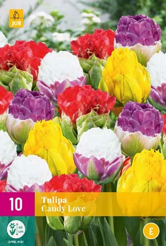 Tulpe Candy Love (10 Stück) | Tulpenzwiebeln Von Jub Holland 1 Tulpe Candy Love (10 Stück) | Tulpenzwiebeln Von Jub Holland