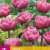 Tulpe Double Lilac (15 Stück) | Tulpenzwiebeln Von Jub Holland