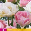 Tulpe Double Sensation (15 Stück) | Tulpenzwiebeln Von Jub Holland