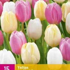 Tulpe Sorbet Mix (15 Stück) | Tulpenzwiebeln Von Jub Holland
