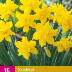 Narzisse Golden Ducat (15 Stück) | Narzissenzwiebeln Von Jub Holland