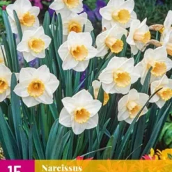 Narzisse Salome (15 Stück) | Narzissenzwiebeln Von Jub Holland