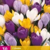 Krokus Grootbloemig Mix (30 Stück) | Krokuszwiebeln Von Jub Holland