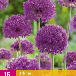 Zierlauch Purple Sensation (15 Stück) | Alliumzwiebeln Von Jub Holland