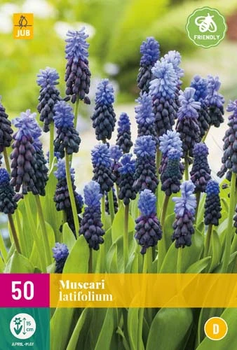 Traubenhyazinthe Latifolium (50 Stück) | Traubenhyazinthen Von Jub Holland 1 Traubenhyazinthe Latifolium (50 Stück) | Traubenhyazinthen Von Jub Holland