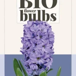 Hyazinthe Delft Blue (3 Stück) | BIO Hyazinthenzwiebeln Von Jub Holland