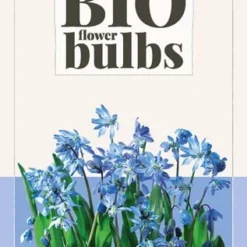 Sibirischer Blaustern (10 Stück) | BIO Blausternzwiebeln Von Jub Holland