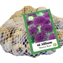 Zierlauch Purple Rain (40 Stück) | Alliumzwiebeln Von Jub Holland