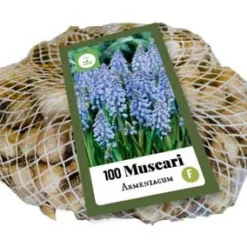 Traubenhyazinthe Armeniacum (100 Stück) | Traubenhyazinthen Von Jub Holland