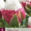 Tulpe Ice Cream (5 Stück) | Tulpenzwiebeln Von Jub Holland