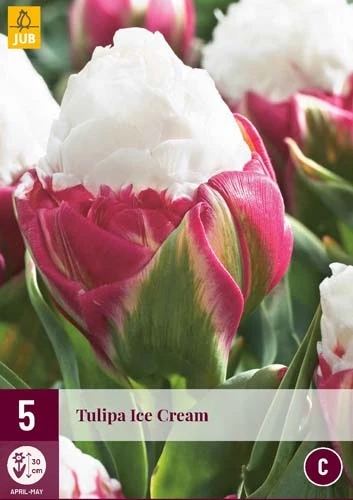 Tulpe Ice Cream (5 Stück) | Tulpenzwiebeln Von Jub Holland 1 Tulpe Ice Cream (5 Stück) | Tulpenzwiebeln Von Jub Holland