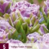Tulpe Violet Pranaa (5 Stück) | Tulpenzwiebeln Von Jub Holland