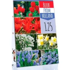 Bulbs From Holland (125 Stück) | Blumenzwiebelmischungen Von Jub Holland