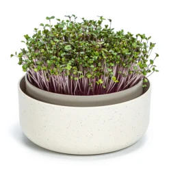 Sprossenschale | Keimschalen Von Plastia 10 Sprossenschale | Keimschalen Von Plastia -Blumen Raum Verkaufsgeschäft 561275 Sprossenschale 1606711640 pa parent 0