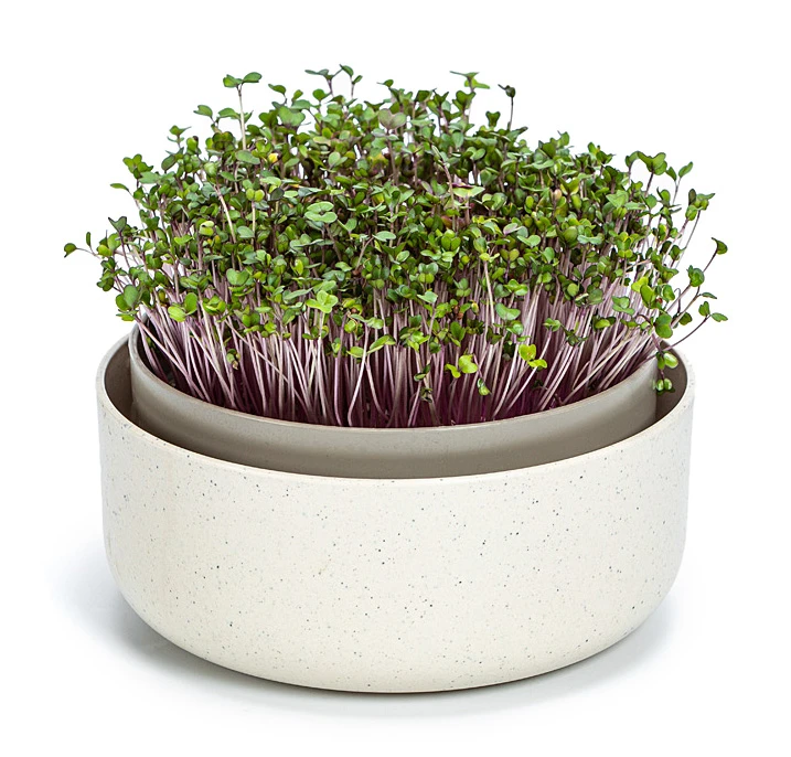 Sprossenschale | Keimschalen Von Plastia 5 Sprossenschale | Keimschalen Von Plastia – Bild 5