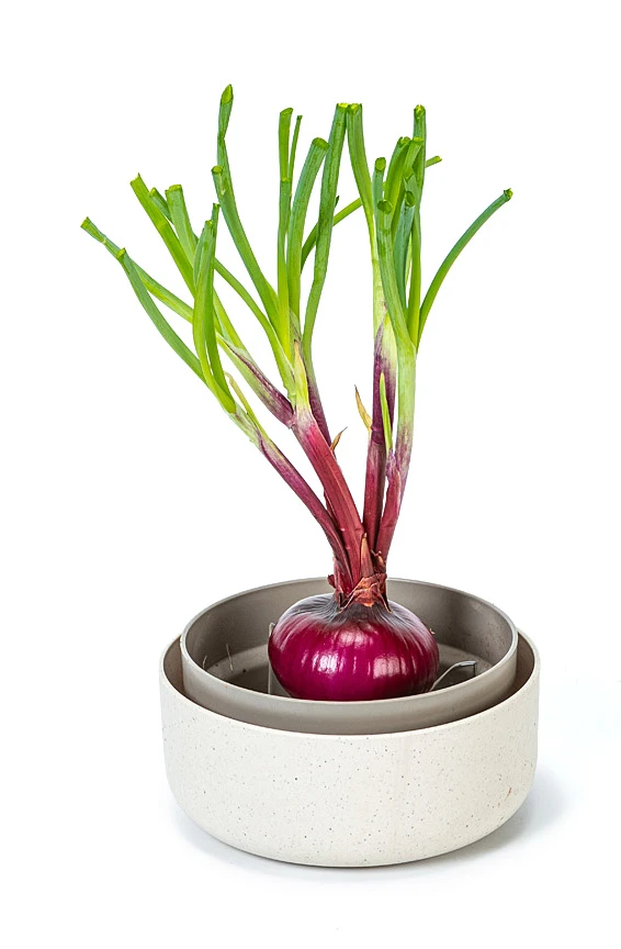 Pflanzschale ReGrow | Keimschalen Von Plastia 2 Pflanzschale ReGrow | Keimschalen Von Plastia – Bild 2