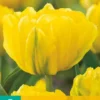 Tulpe Marie Jo (7 Stück) | Gefüllte Tulpen Von Jub Holland