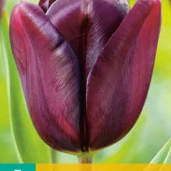Tulpe Continental (7 Stück) | Triumph-Tulpen Von Jub Holland