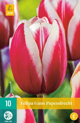 Tulpe Guus Papendrecht (10 Stück) | Triumph-Tulpen Von Jub Holland 1 Tulpe Guus Papendrecht (10 Stück) | Triumph-Tulpen Von Jub Holland