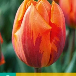 Tulpe Hermitage (7 Stück) | Triumph-Tulpen Von Jub Holland
