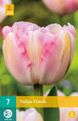 Tulpe Finola (7 Stück) | Gefüllte Tulpen Von Jub Holland 1 Tulpe Finola (7 Stück) | Gefüllte Tulpen Von Jub Holland