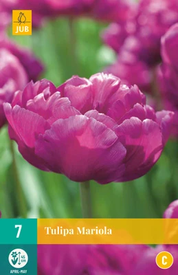 Tulpe Mariola (7 Stück) | Gefüllte Tulpen Von Jub Holland 1 Tulpe Mariola (7 Stück) | Gefüllte Tulpen Von Jub Holland