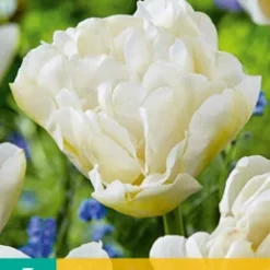 Tulpe Northcap (7 Stück) | Gefüllte Tulpen Von Jub Holland