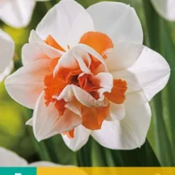 Narzisse Replete (5 Stück) | Gefüllte Narzissen Von Jub Holland