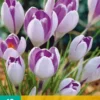 Krokus Vanguard (10 Stück) | Krokuszwiebeln Von Jub Holland