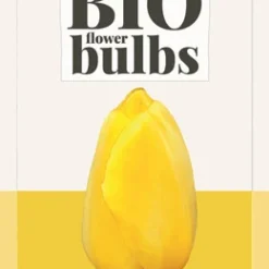 Tulpe Novi Sun (7 Stück) | BIO Tulpenzwiebeln Von Jub Holland