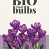 Krokus Flower Record (10 Stück) | BIO Krokuszwiebeln Von Jub Holland