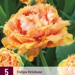 Tulpe Brisbane (5 Stück) | Tulpenzwiebeln Von Jub Holland