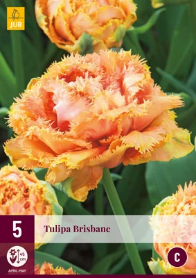 Tulpe Brisbane (5 Stück) | Tulpenzwiebeln Von Jub Holland 1 Tulpe Brisbane (5 Stück) | Tulpenzwiebeln Von Jub Holland