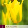 Tulpe Green Mile (5 Stück) | Tulpenzwiebeln Von Jub Holland