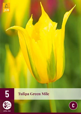 Tulpe Green Mile (5 Stück) | Tulpenzwiebeln Von Jub Holland 1 Tulpe Green Mile (5 Stück) | Tulpenzwiebeln Von Jub Holland