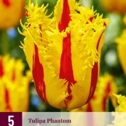 Tulpe Phantom (5 Stück) | Tulpenzwiebeln Von Jub Holland