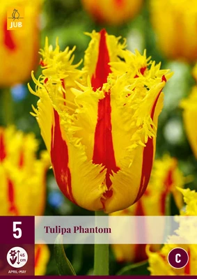 Tulpe Phantom (5 Stück) | Tulpenzwiebeln Von Jub Holland 1 Tulpe Phantom (5 Stück) | Tulpenzwiebeln Von Jub Holland