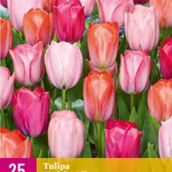 Tulpe Positive Vibe (25 Stück) | Tulpenzwiebeln Von Jub Holland