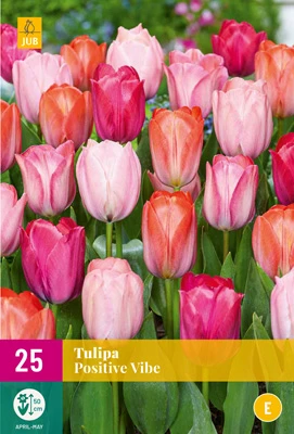 Tulpe Positive Vibe (25 Stück) | Tulpenzwiebeln Von Jub Holland 1 Tulpe Positive Vibe (25 Stück) | Tulpenzwiebeln Von Jub Holland