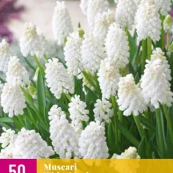 Muscari White Magic (50 Stück) | Traubenhyazinthen Von Jub Holland