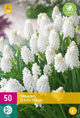 Muscari White Magic (50 Stück) | Traubenhyazinthen Von Jub Holland 1 Muscari White Magic (50 Stück) | Traubenhyazinthen Von Jub Holland