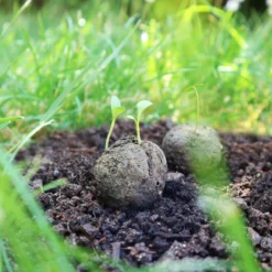 Samenbomben Der Gelbe Sonnenschein (6 Stück) | Blumensamenmischung Von FLORTUS 10 Samenbomben Der Gelbe Sonnenschein (6 Stück) | Blumensamenmischung Von FLORTUS -Blumen Raum Verkaufsgeschäft 562164 Samenbomben Der Gelbe Sonnenschein 6 Stueck 2000 1055 6