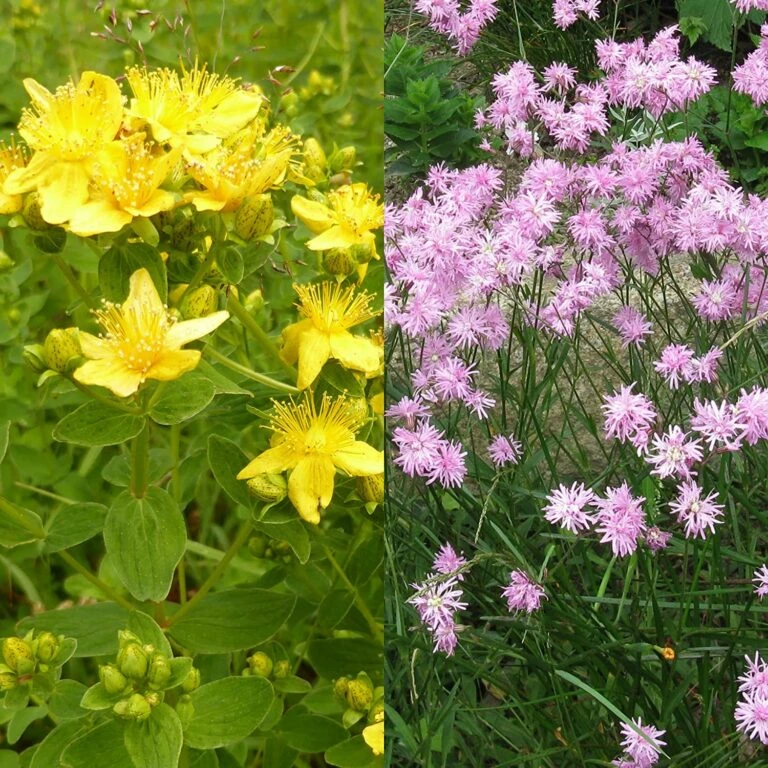 Blumen Raum Verkaufsgeschäft -Blumen Raum Verkaufsgeschäft 3 1